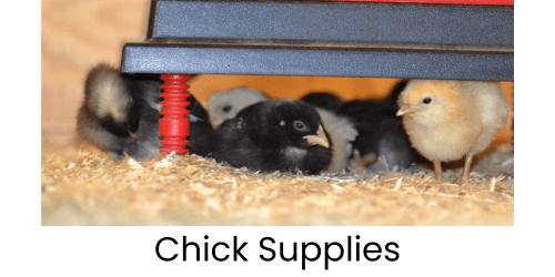 Chick Feeder And Waterer Kits Durable Starter Kits For Quail Chicks Backyard