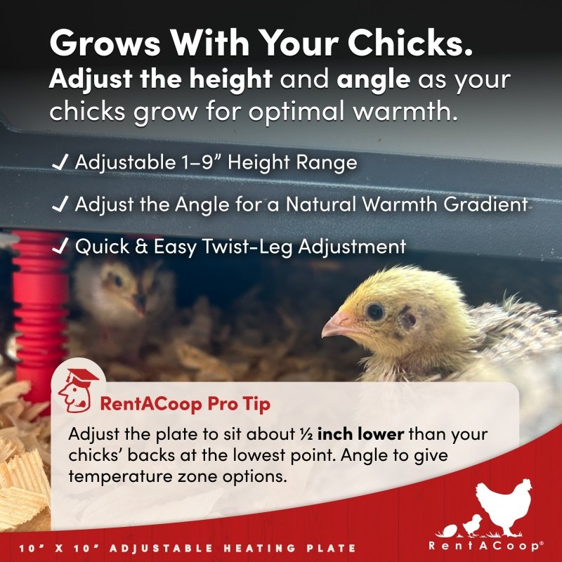 RentACoop 10x10” Adjustable Heating Plate with Bonus Foldable Anti-Roost Cone for up to 15 Chicks