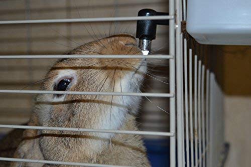 RAC Paws 32oz(1L) Small Animal Drinker with No-Drip Brass Nipple - Suitable for Small Pets, Bunnies, Hamsters, Guinea Pigs, Rabbits, Chinchillas, Mice and Rats