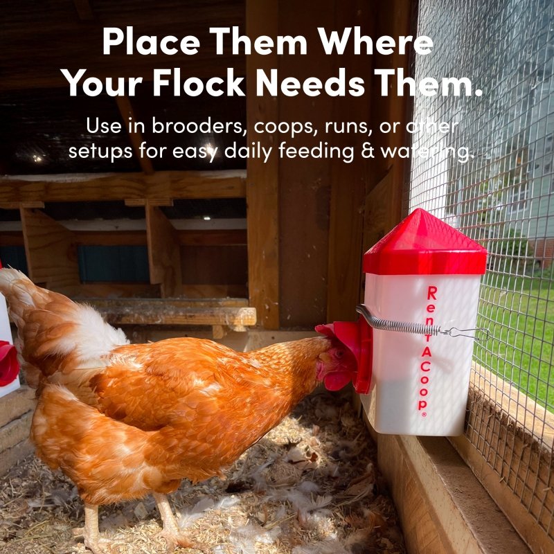 2.5 Pound Chick2Chicken Medium Port Feeder and 64 Ounce (2 Liter) Drinker Set