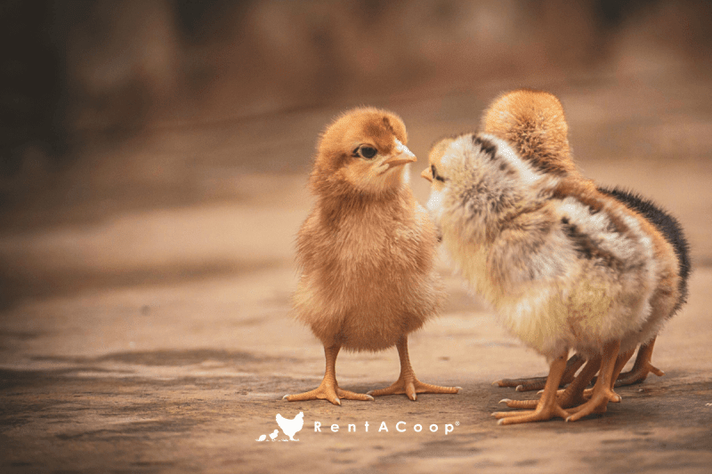 What I Wish I Knew Before Getting Chickens