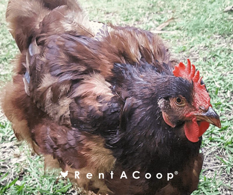 Falling Feathers - Everything You Need to Know About Molting Season
