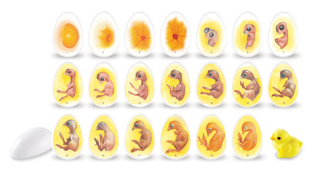 Life Cycle of a Chicken Hatching