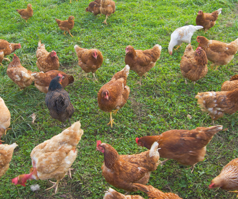 Free-Ranging Your Flock This Summer: Benefits For The Chicken and The Egg