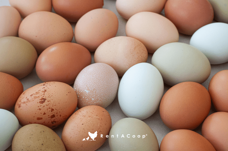 10 Science-Backed Ways to Get More (and Better) Eggs