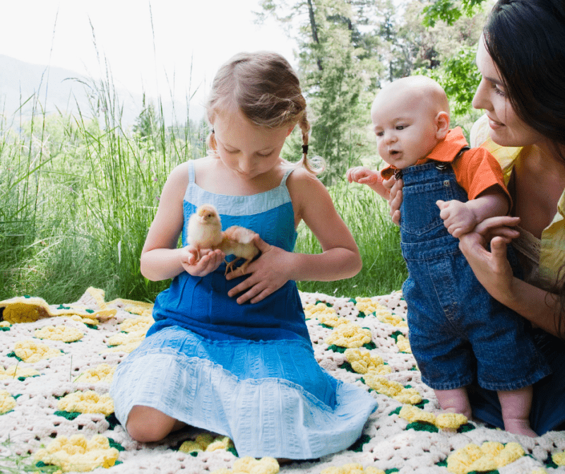 The Benefits of Hatching Chicks at Home: A Fun and Educational Experience for All Ages