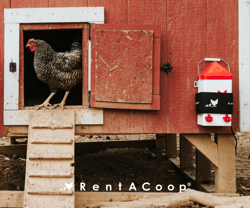 Cold Feather Forecast: Warm Up Your Coop For Winter!