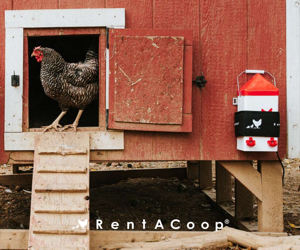 Cold Feather Forecast: Warm Up Your Coop For Winter!