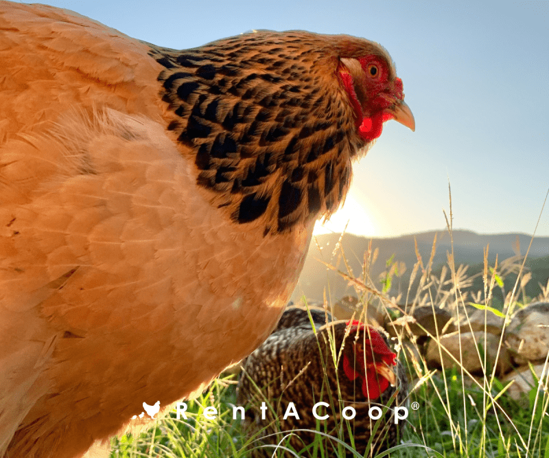 chickens relax in a field in the summer sunshine