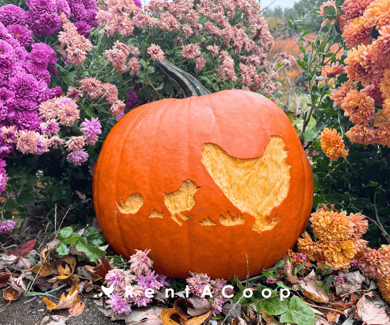 A pumpkin carved with the RentACoop Logo sits in front of purple, pink, and orange flowers.
