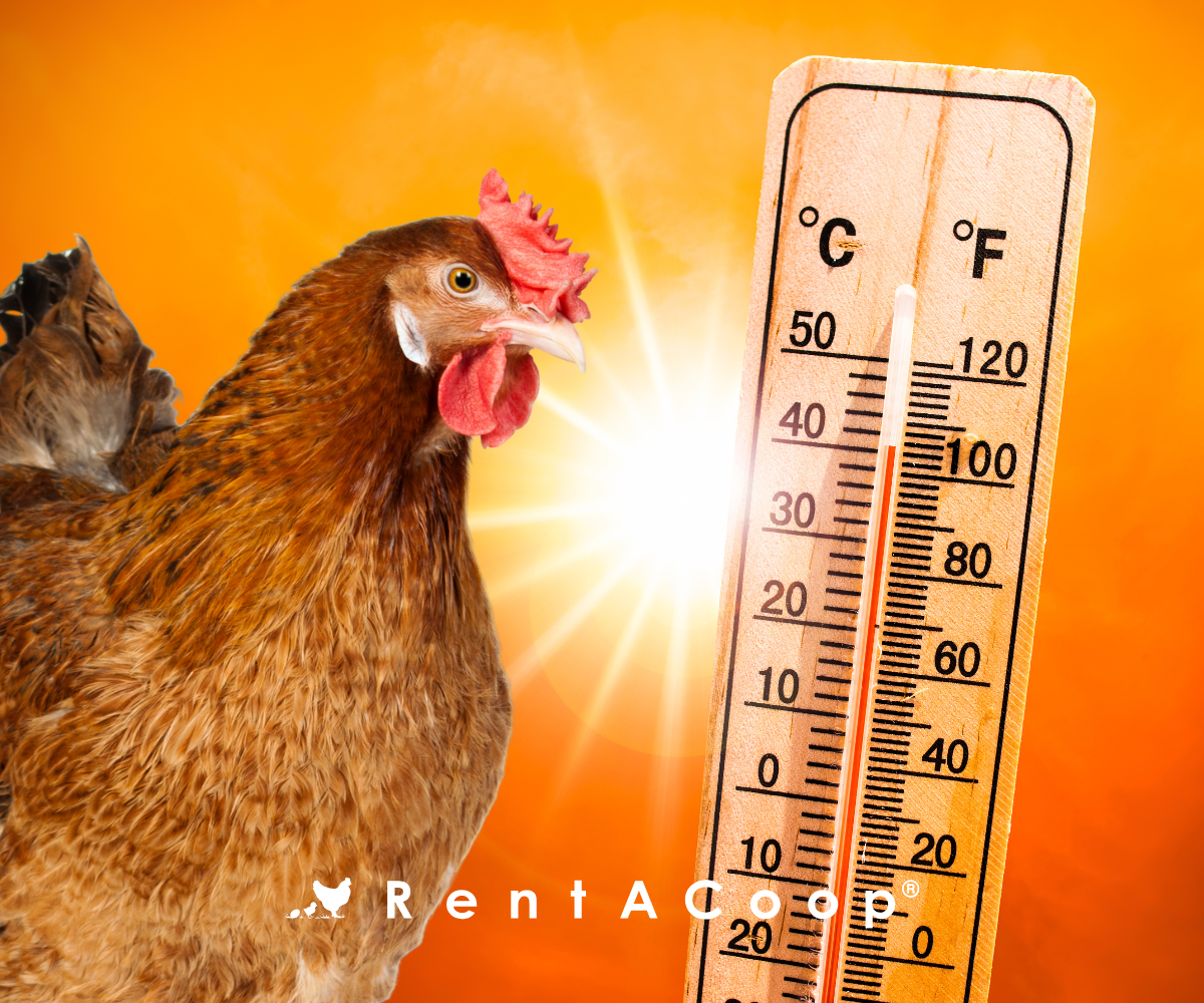 chicken on orange sky background with bright sun and thermometer reading over 100 degrees F