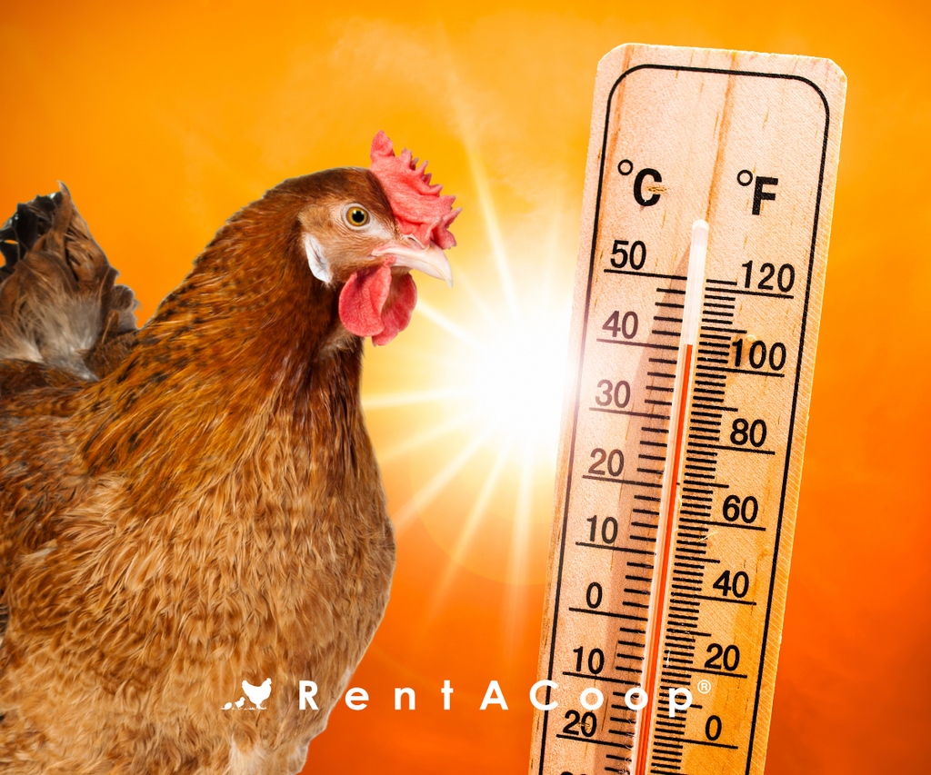 chicken on orange sky background with bright sun and thermometer reading over 100 degrees F