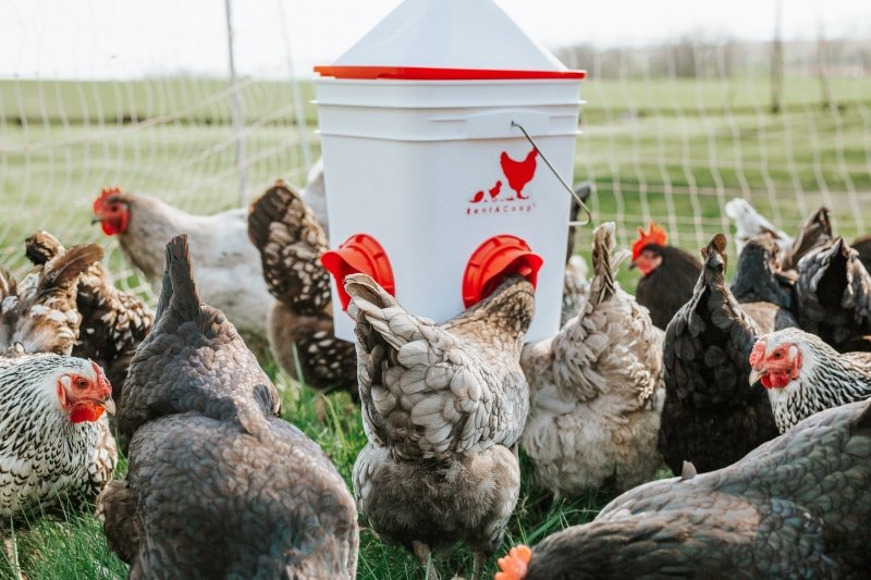 What is the best chicken feeder? How to Choose the Right Feeder for Your Flock