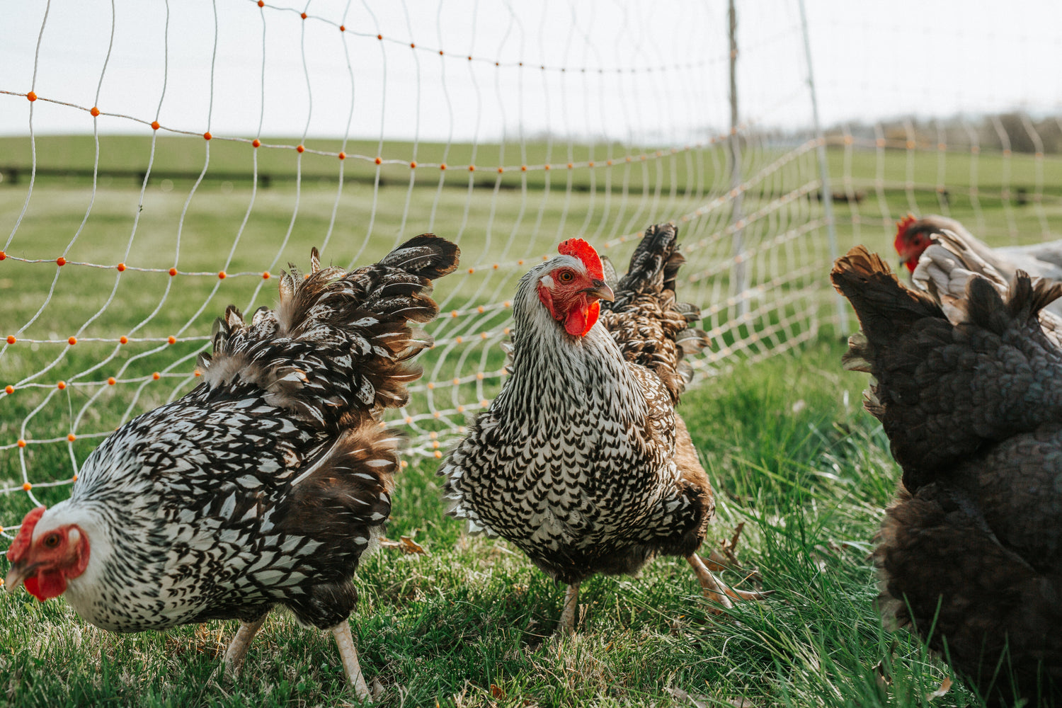 When Chickens Fight Back: How Chickens Protect Themselves From Predators