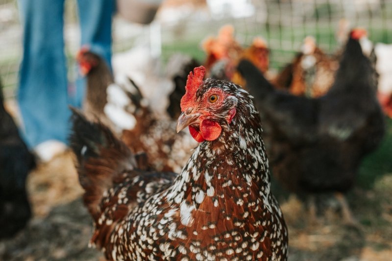 A Guide to Responsible Chicken Keeping