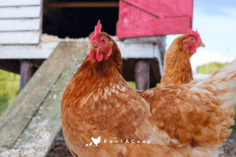 How to Protect Your Flock from Ground Predators
