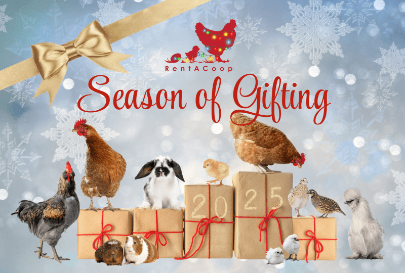 RentACoop's Annual Holiday Gift Guide For Chicken Keepers