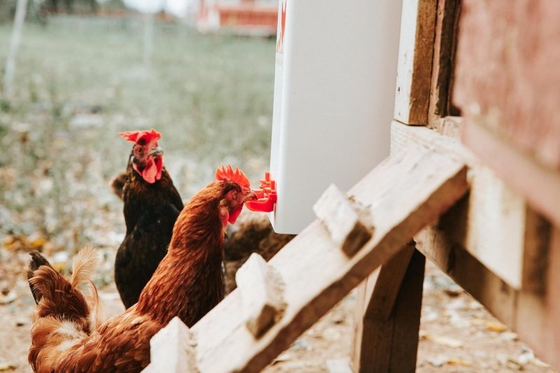 How to Introduce New Chickens to an Existing Flock