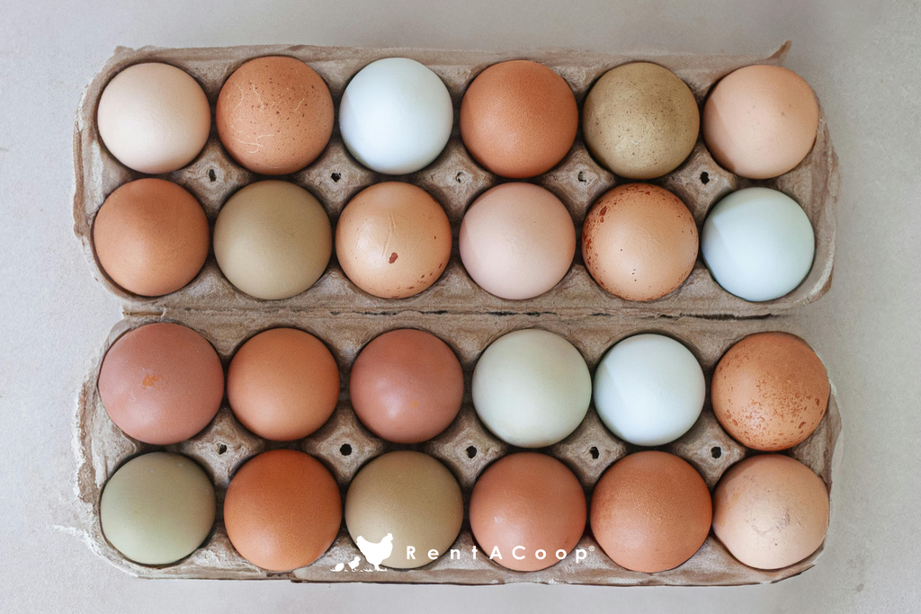 Dreaming of Dozens: Seasonal Egg Laying Patterns Explained