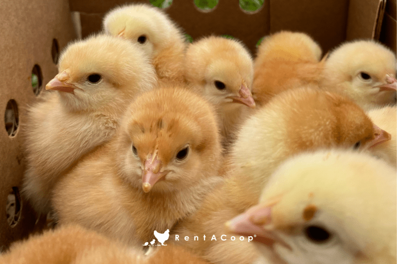 What to Expect When You’re Expecting Chicks