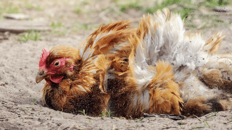 Chicken dust bathing in loose soil in a backyard run