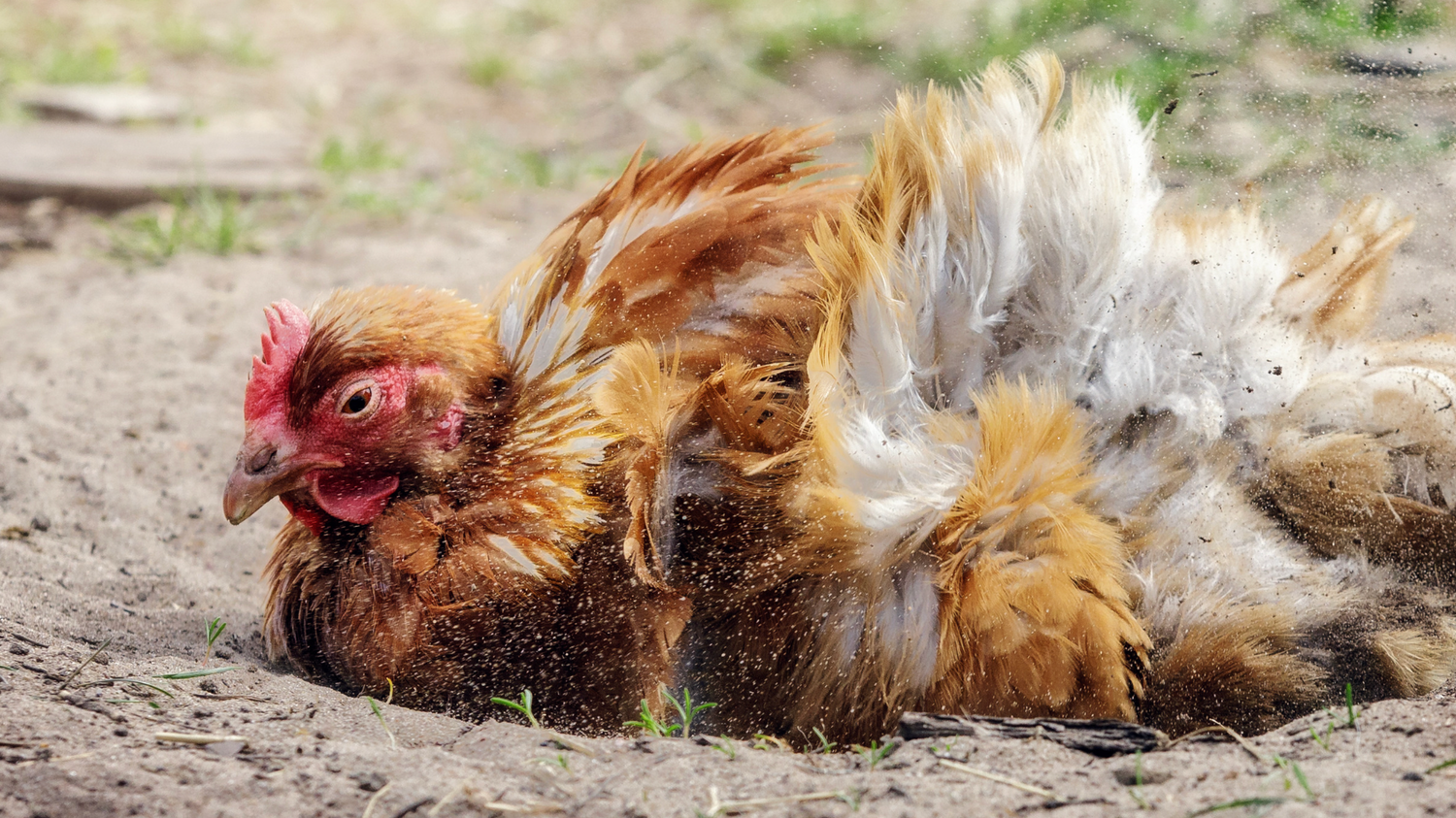 Chicken dust bathing in loose soil in a backyard run