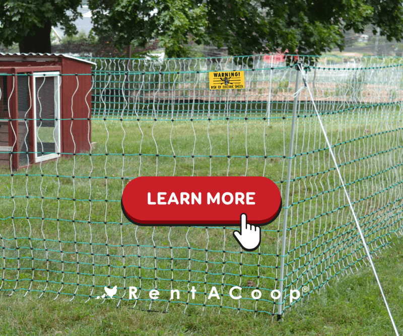 Electric Fencing 101: What You Need To Know!