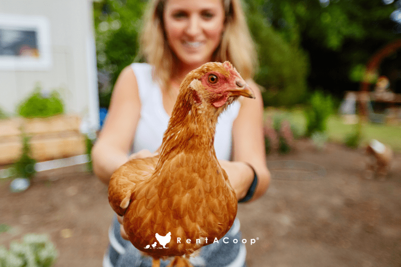 The Surprising Happiness of Backyard Chickens