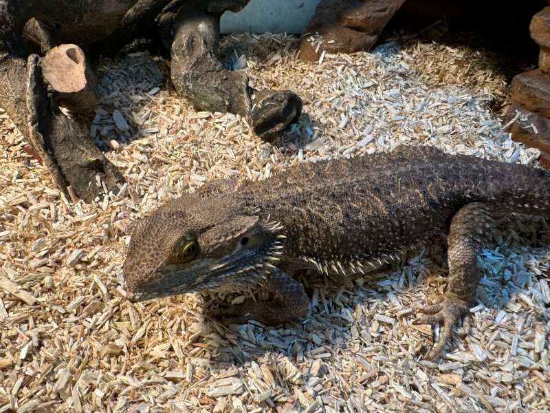 Hemp Bedding for Reptiles
