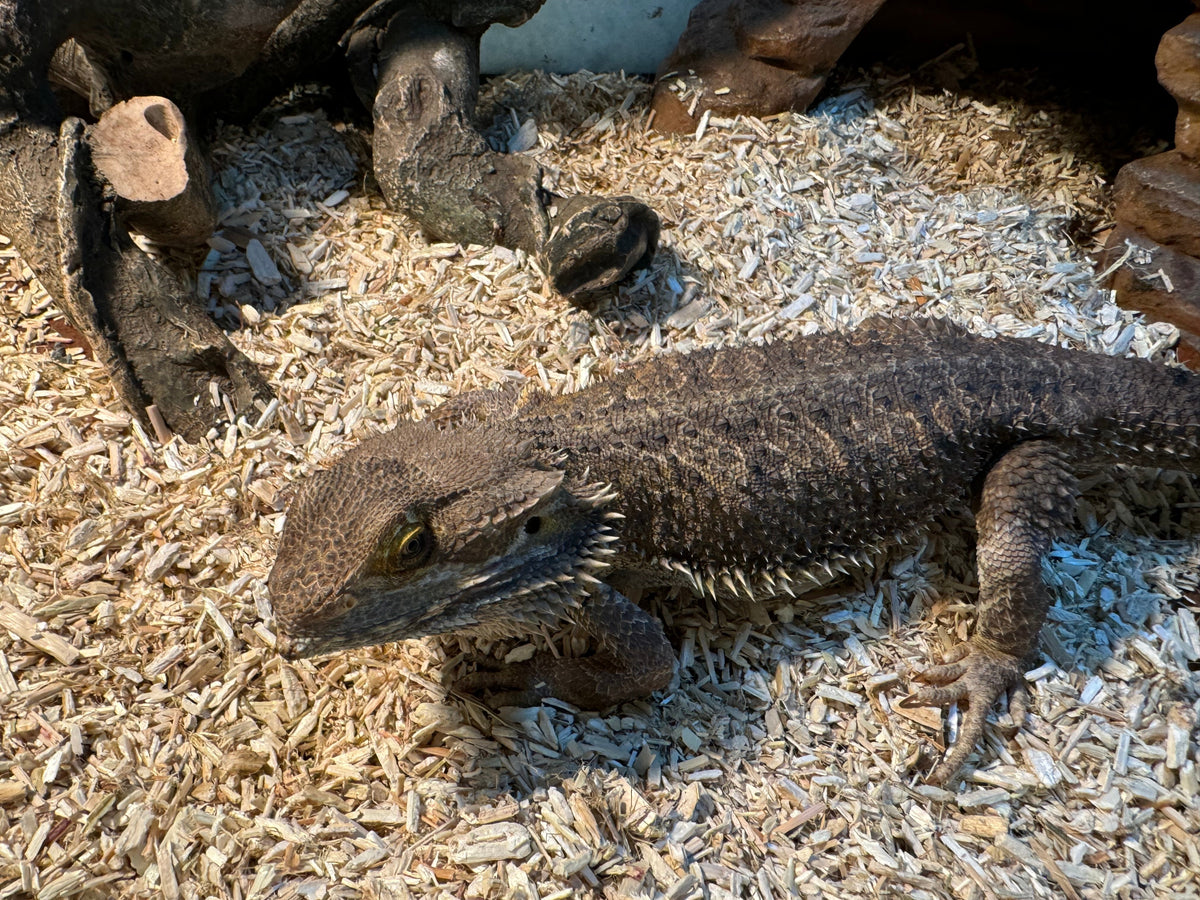 Hemp Bedding for Reptiles