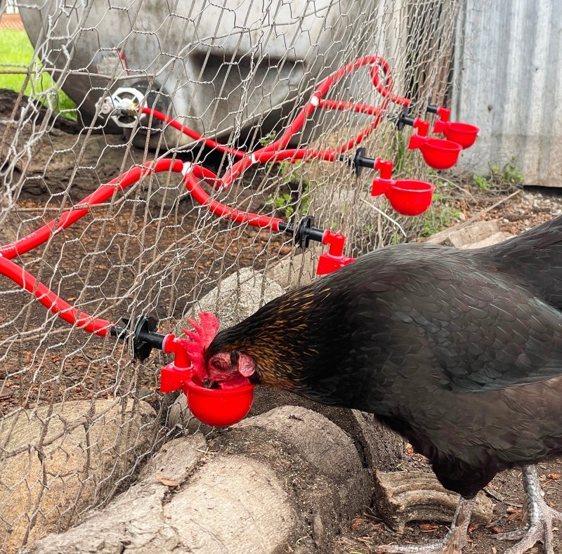 chicken