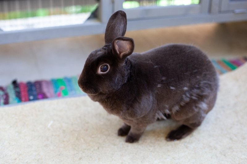 Down the Rabbit Hole: How to Keep House Bunnies