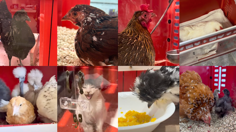 What Is a Hen Hospital? How to Prepare for Chicken Emergencies