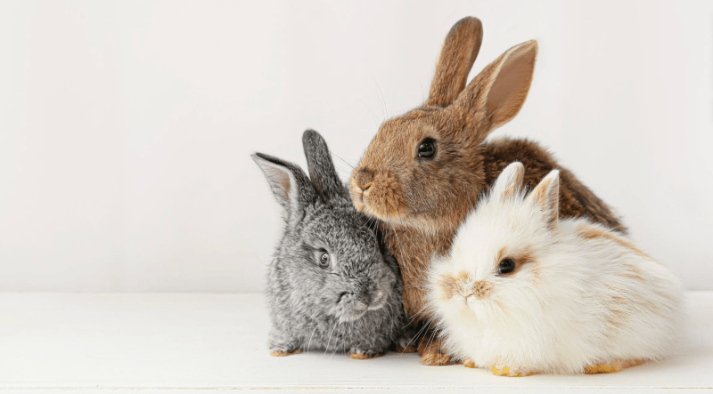 The Best Bedding for Rabbits, Guinea Pigs, Hamsters and Gerbils