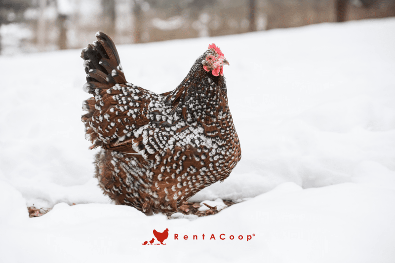 Winter Health: 5 Tips for Happy, Healthy Birds