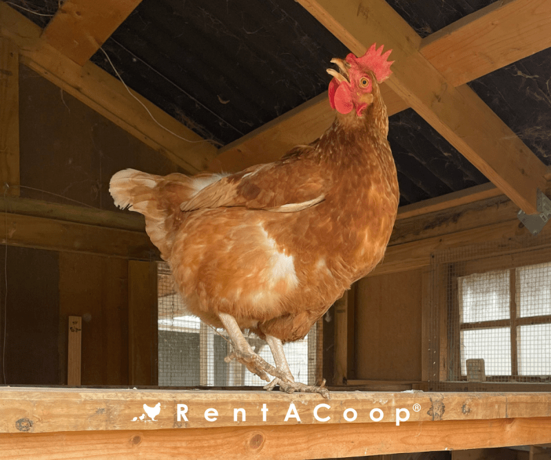Chicken Speak: A Guide to Understanding What Your Flock is Clucking About