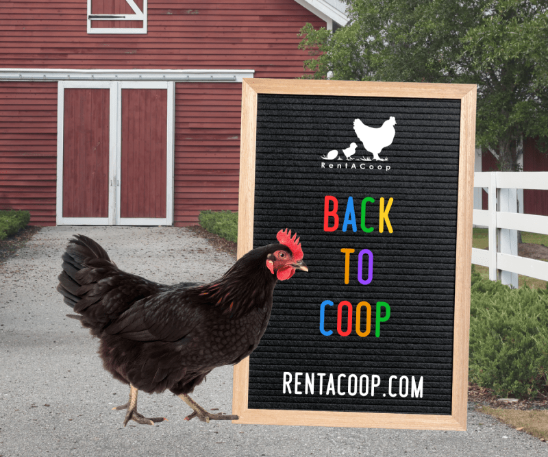 Back To Coop: Resetting Your Chicken Care Routine For Fall