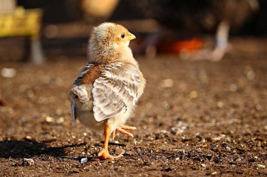 Close up of a young chick walking across a dirt yard in the summer sun. 