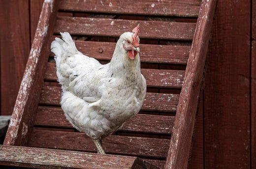 White hen with a red comb stands near a ramp to a chicken coop. 