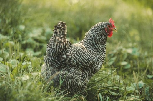 A black and white hen in tall grass in the sunshine. 