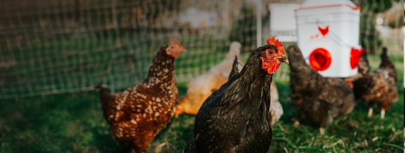 Are You Smarter Than a Chicken?