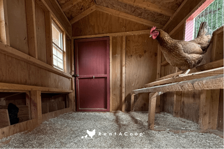 How to Use Hemp Bedding for the Deep Litter Method (Step-by-Step Guide)