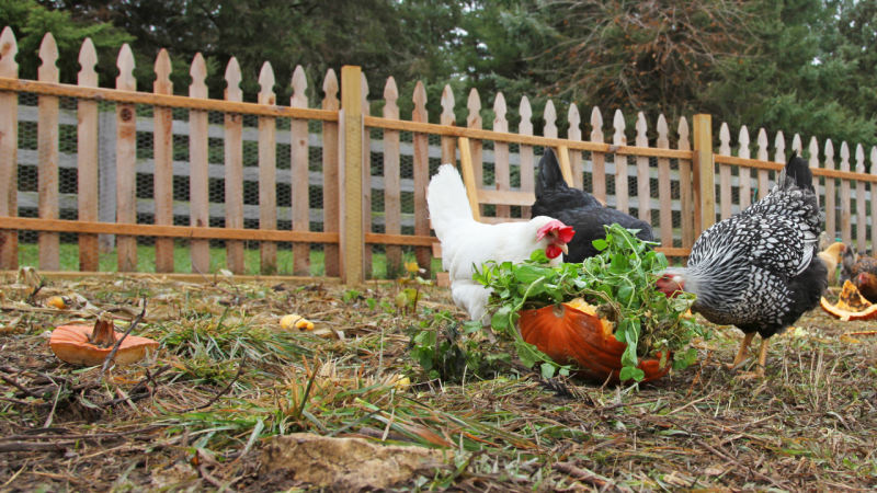 What Can Chickens Eat? Summer Edition