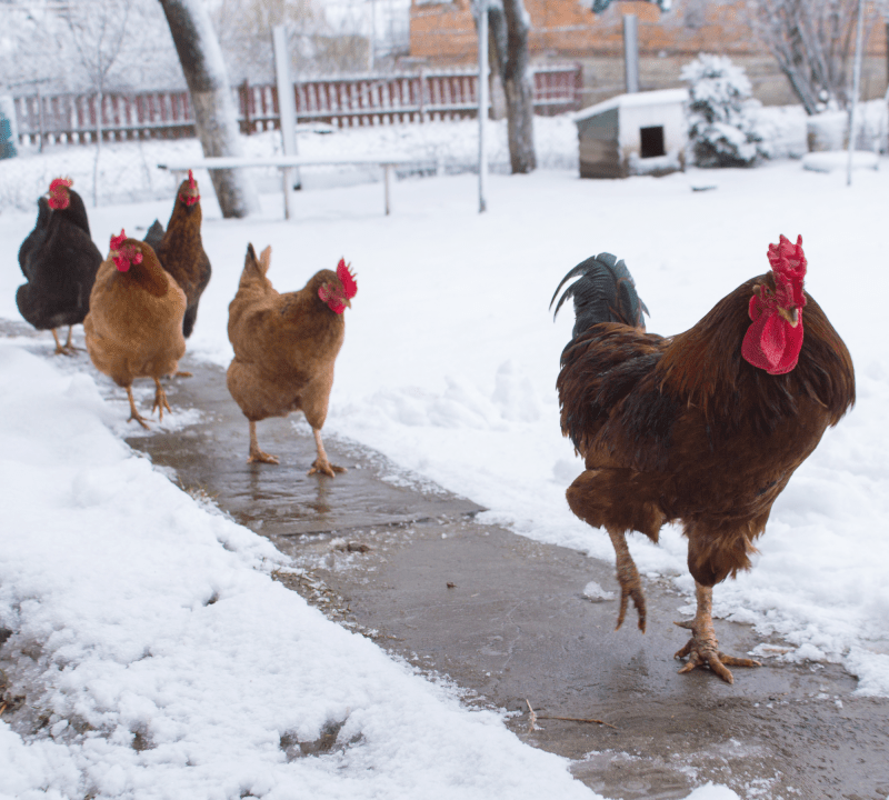 Rooster and four hens walking on a sidewalk that has been cleared of snow. There is snow on the ground. 