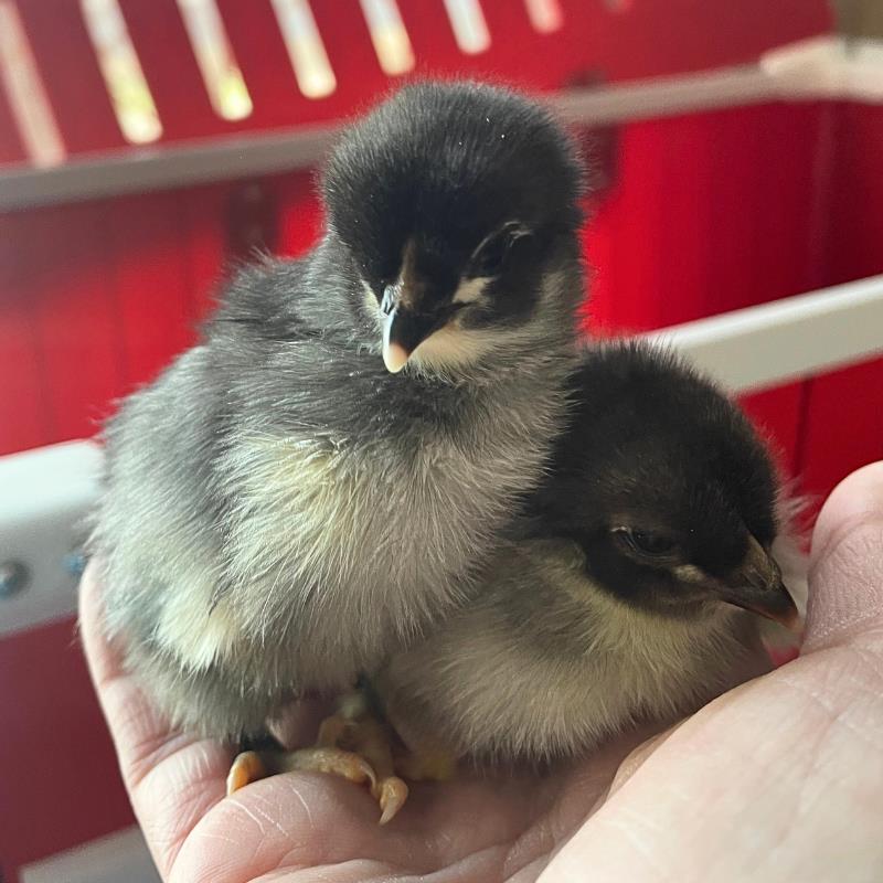 Baby Chick Supplies - Brooders, Feeders, Waterers