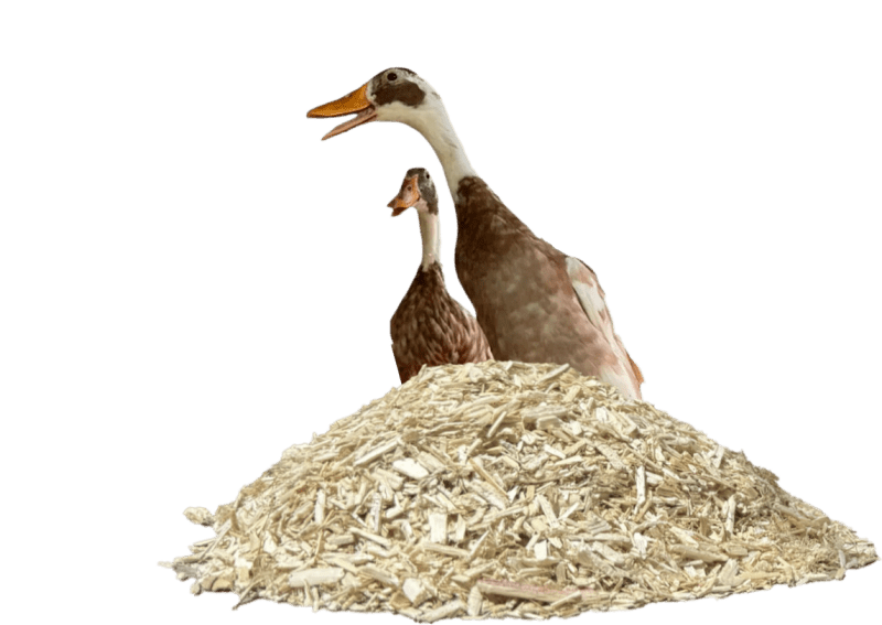 Duck Supplies