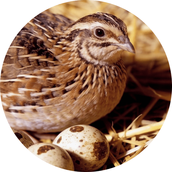 Quail Supplies