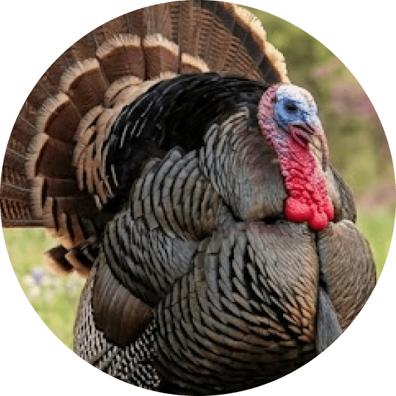 Turkey Supplies