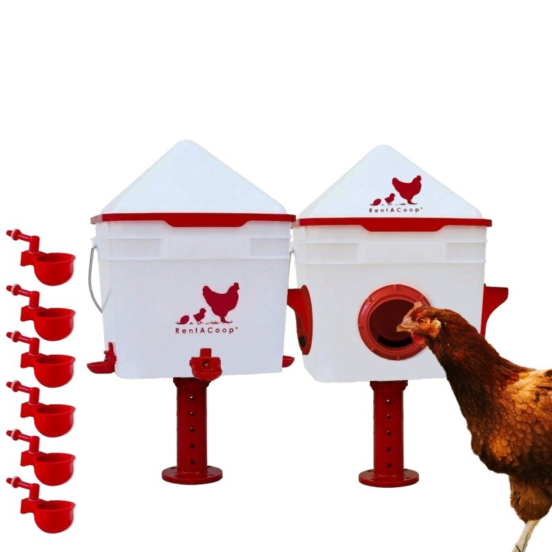RentACoop Chick2Chicken 10lb Feeder &amp; 2 Gal Waterer Set