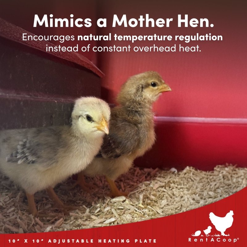 RentACoop 10x10” Adjustable Heating Plate with Bonus Foldable Anti-Roost Cone for up to 15 Chicks